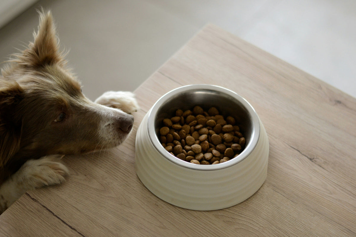 Signs Your Dog’s Food Isn’t Working
