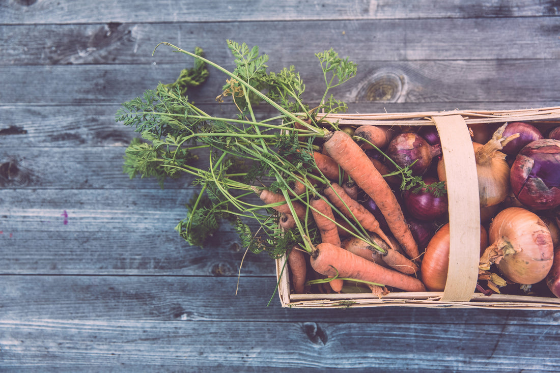 What “Human-Grade” Dog Food Really Means
