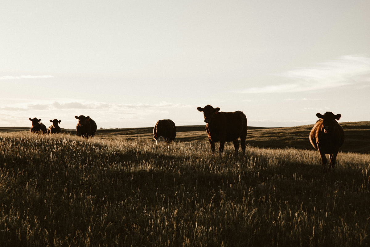 What Is Regeneratively-Raised Meat?